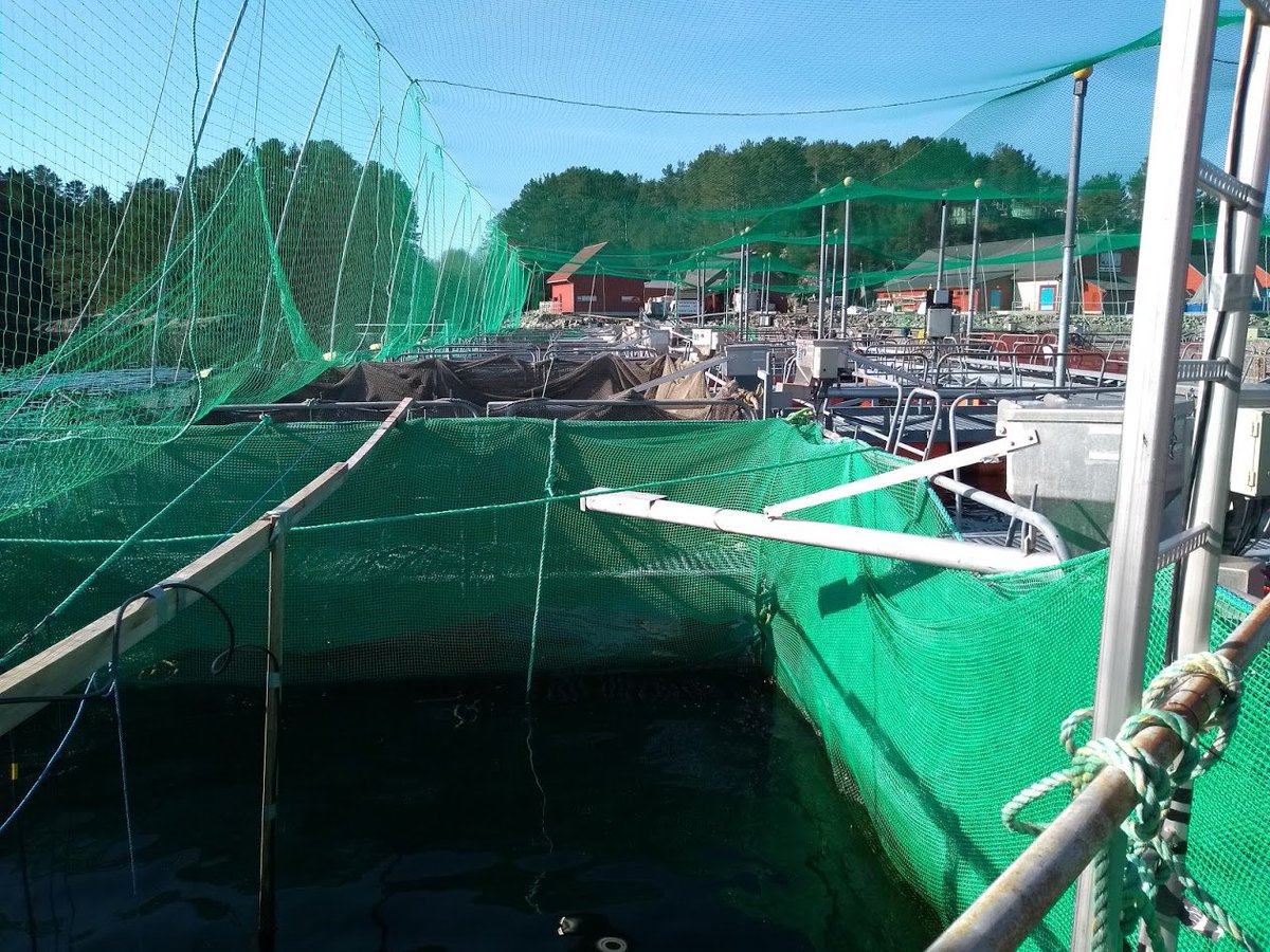 DaniNyqvist's tweet image. Can anyone recommend an underwater camera system to film fish behavior in small net pens? Preferably both functional and affordable. #fishsci #underwaterfilm #FishBehavior