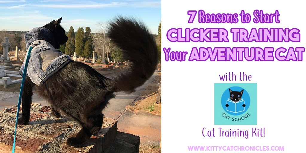 Did you know that cats are trainable! I've been #ClickerTraining with my crew for about a month now, and they've learned some cool tricks! Clicker training is especially useful for #AdventureCats! 
Read more >>bit.ly/2MQLKe4<<
#CatsofTwitter #AdventureCat