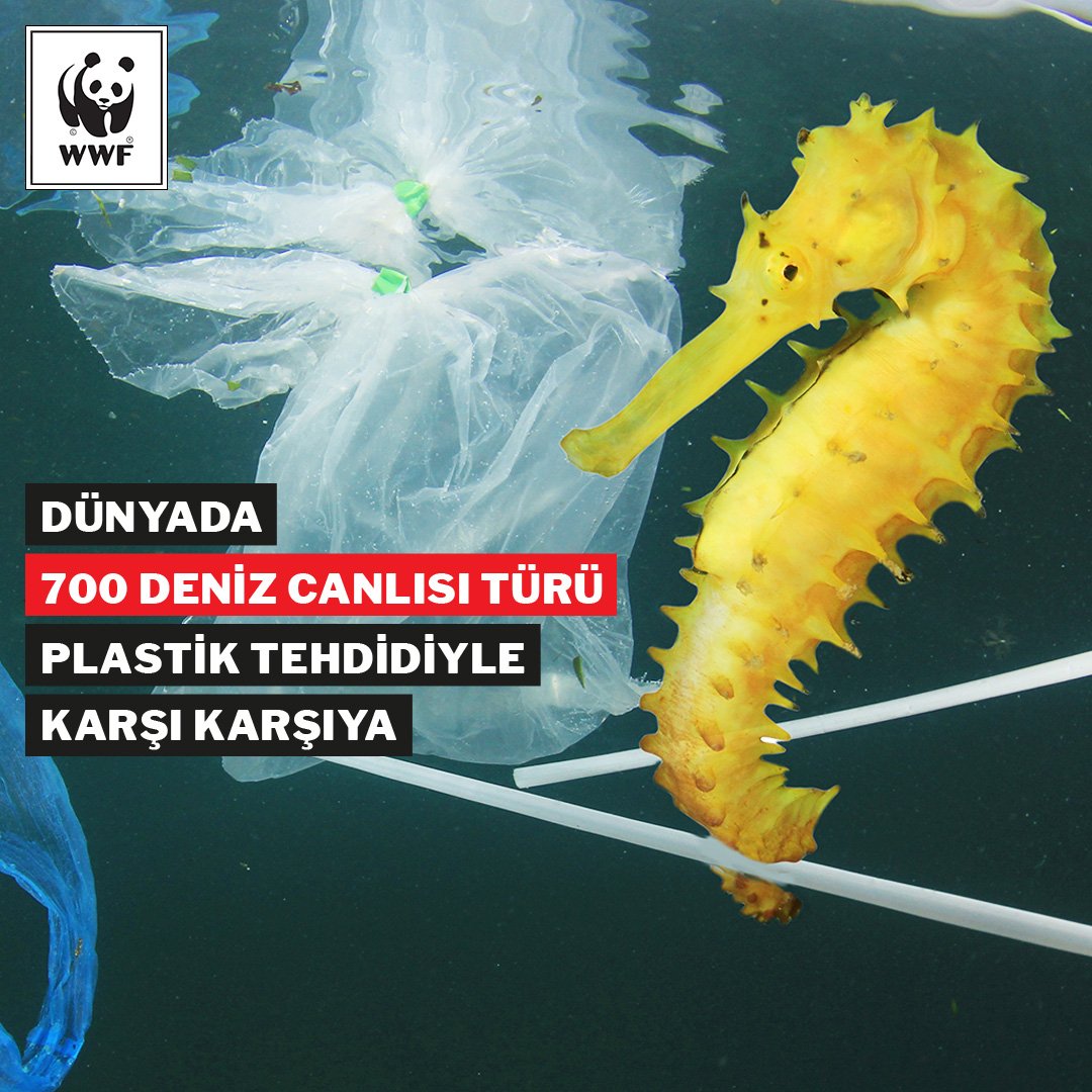 WWF_TURKIYE's tweet image. Bunu değiştirmek #BirlikteMümkün. Şimdi 1guzelhareket.org'a gir, #1GüzelHareket'ini seç, tek kullanımlık plastiklerden vazgeç!