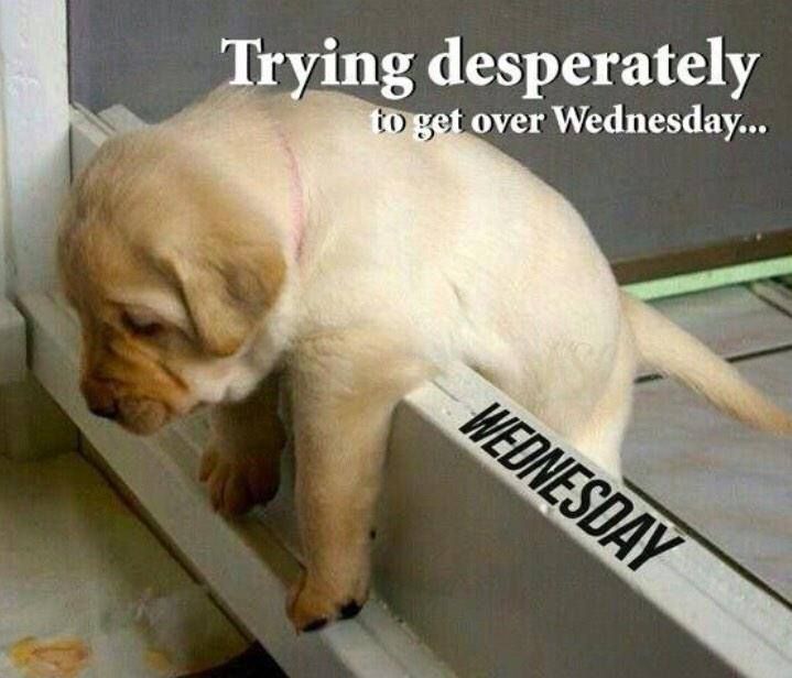 AltaSurf's tweet photo. Happy Hump Day! #eller #altasurf https://t.co/f2jSUkytN2