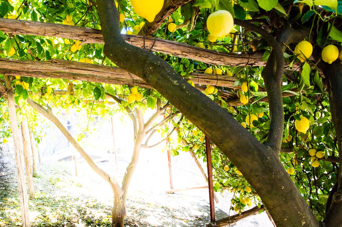 pococello's tweet photo. @ottolenghi All credit to @hannahsherlock for our lemon shoot on our last trip to the groves... always hard to pick a fave of these beauties! 🍋🍋🍋 https://t.co/ZDQabXHPeW