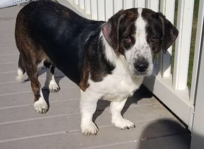 BROODva's tweet photo. Hi, I’m Riley Jean! I’m a sweet, loving 3 yo basset mix who went from a loving home to outdoors after a divorce. I’m looking for my #furever home where they understand I’m a little shy at first &amp; can give me space. I like laidback dogs but no cats, please! #adoptme #bassetrescue https://t.co/acql6Eg9Po