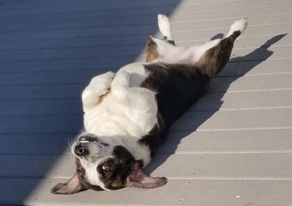 BROODva's tweet photo. Hi, I’m Riley Jean! I’m a sweet, loving 3 yo basset mix who went from a loving home to outdoors after a divorce. I’m looking for my #furever home where they understand I’m a little shy at first &amp; can give me space. I like laidback dogs but no cats, please! #adoptme #bassetrescue https://t.co/acql6Eg9Po