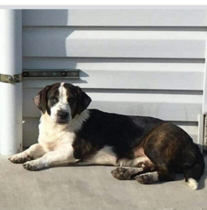 BROODva's tweet photo. Hi, I’m Riley Jean! I’m a sweet, loving 3 yo basset mix who went from a loving home to outdoors after a divorce. I’m looking for my #furever home where they understand I’m a little shy at first &amp; can give me space. I like laidback dogs but no cats, please! #adoptme #bassetrescue https://t.co/acql6Eg9Po