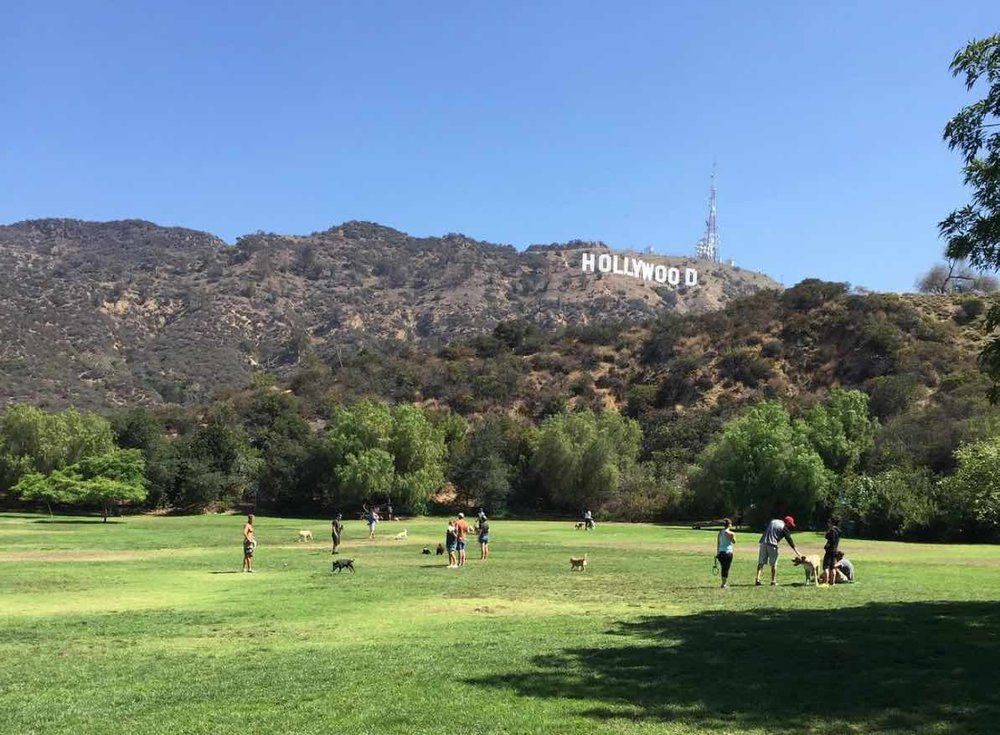 Instituto Perro tweet media