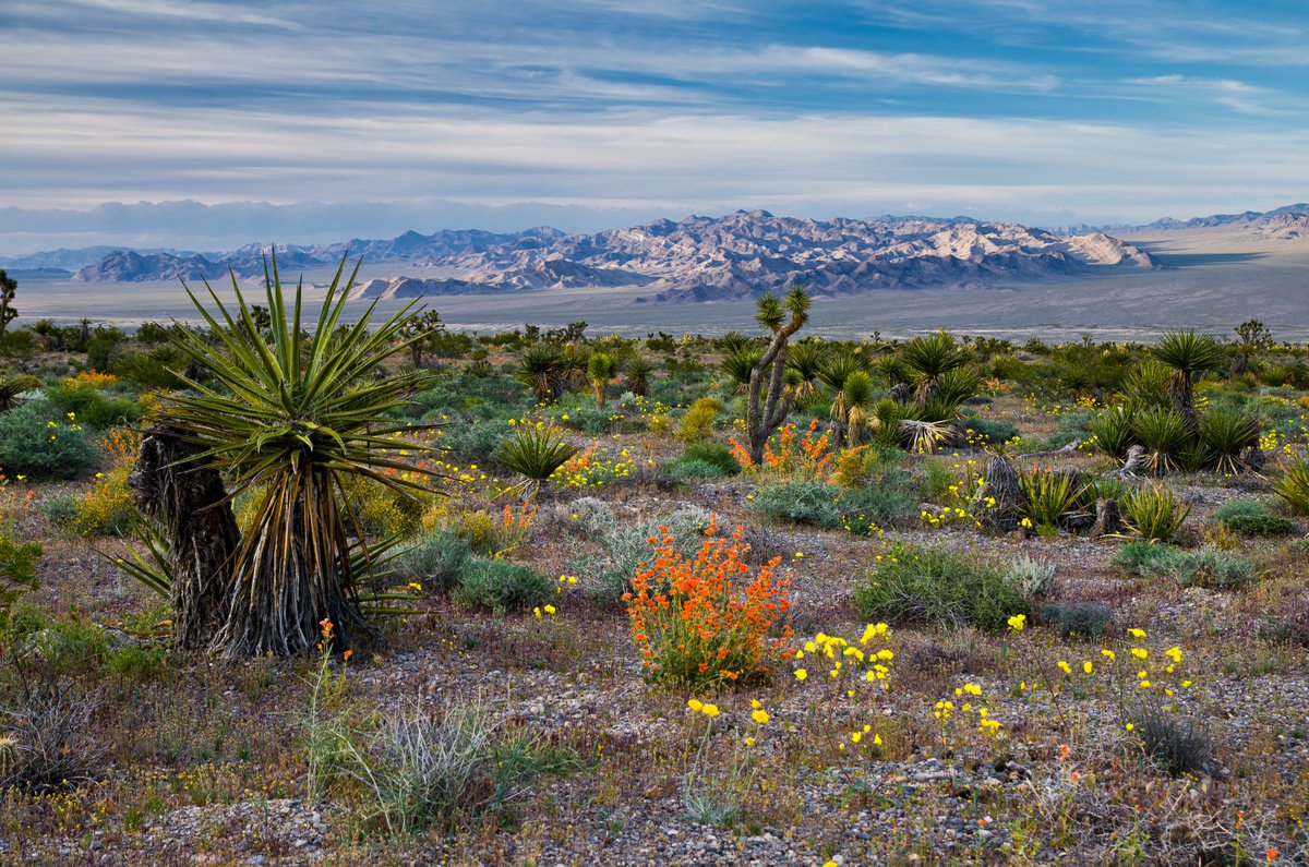 wild flowers at Red Rock Canyon. Mountains at the back