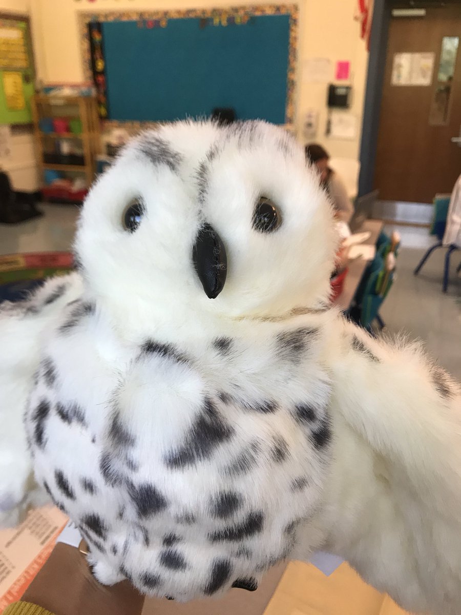Who-who is ready for Fundations training with Echo the Owl? All the k/1/ASP teachers! #tatemtweets #collsedu <a href="/colls_academic/">Colls Academic</a> <a href="/ChristyMGraham/">Christy Graham</a> <a href="/MillerFirst103/">Susan Miller</a> <a href="/colls_tatem/">Tatem Elementary</a> <a href="/tatem_pta/">William P. Tatem PTA</a>
