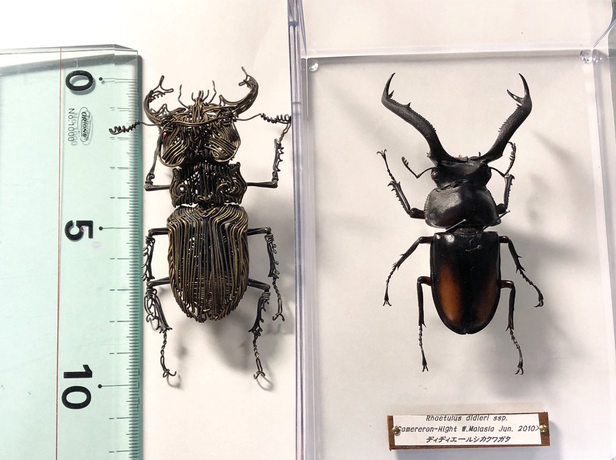クワガタ標本 今日は神戸北野坂にある六甲昆虫館にて念願のディディエールシカ