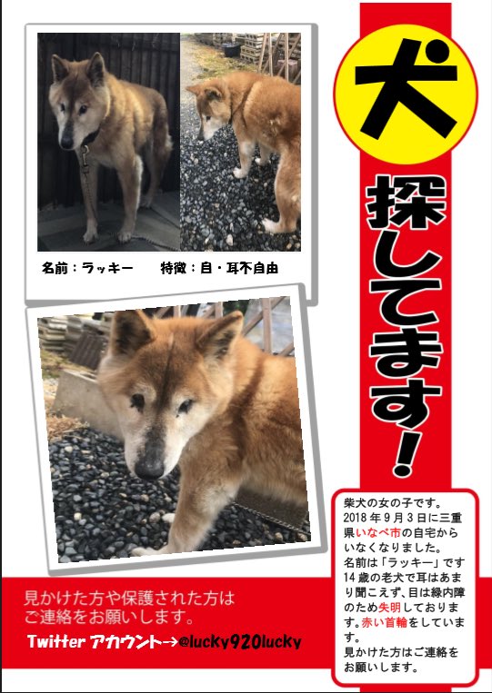 迷子犬 ラッキー Twitterren よろしくお願いします 迷子犬 迷子犬情報拡散希望rtおねがいします 柴犬 茶色 老犬 老犬迷子 目が見えない 三重県 三重県いなべ市 いなべ市 助けて下さい