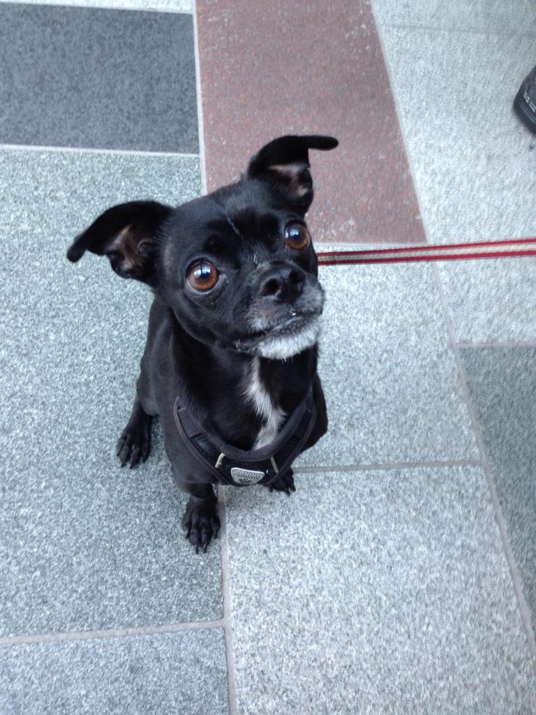 ABananaStand's tweet image. Say hello to our cute little friend! Happy #WoofWednesday #Bepeculiar #DogsOfAmazon #CommunityBananaStand