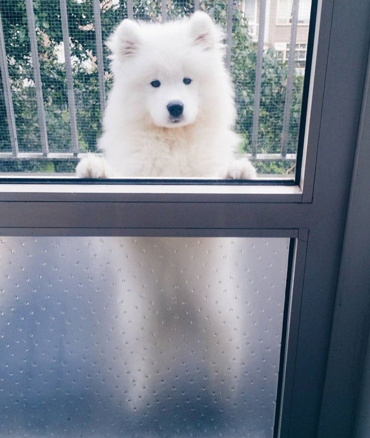 DANtheSamoyed's tweet photo. 😲
#WANNAONE #KANGDANIEL
#워너원 #강다니엘
#DantheSamoyed https://t.co/TptGKTbMkc