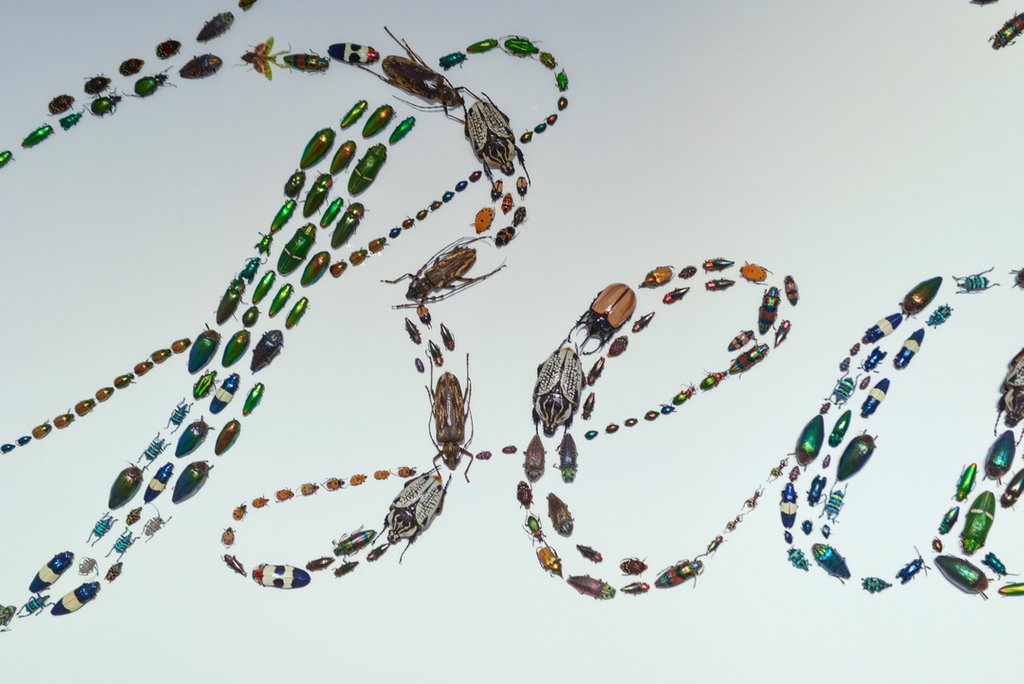 JacobPeresComms's tweet photo. #jpoprojects: the first ever retrospective of @stefansagmeister &amp; @jessicavwalsh is still on at @designmuseumholon. Beauty = Human is an original #artwork by the duo, featuring hundreds of colourful bugs
🐜🦂🕷

#artdaily #exhibitionoftheday #exhibitiondisplay #designmuseumholon https://t.co/N9jq0hnVXd