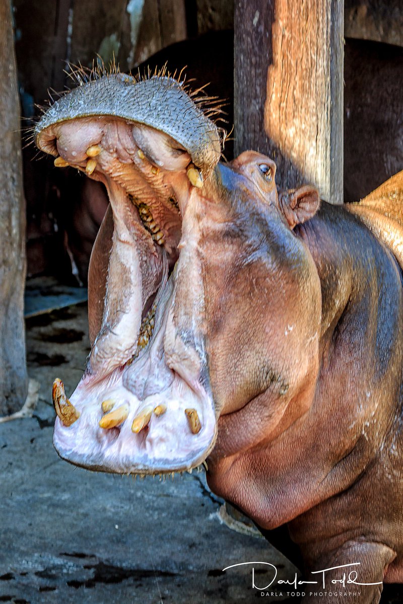 hippos901's tweet photo. Oh. Em. Gee. I just saw the Restaurant list for Zoo Rendezvous, and I think y'all should be pumped! – B https://t.co/Pj3we80iRJ