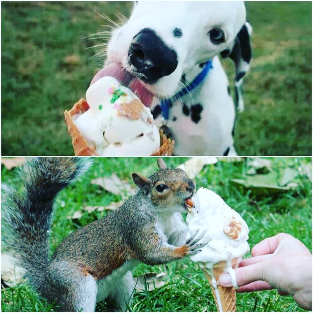 Everyone loves ice cream 💗 Yes everyone :)
#icecream #icecreamtruck #business #conference #corporateevents #event #gtasoftee