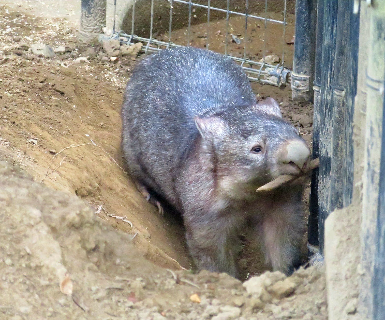 ট ইট র ぺっこ ウォレスくんとモモコちゃん 8 29 ウォンバット モモコ ウォレス 茶臼山動物園 東山動植物園 T Co Vgqjtaijgq ট ইট র