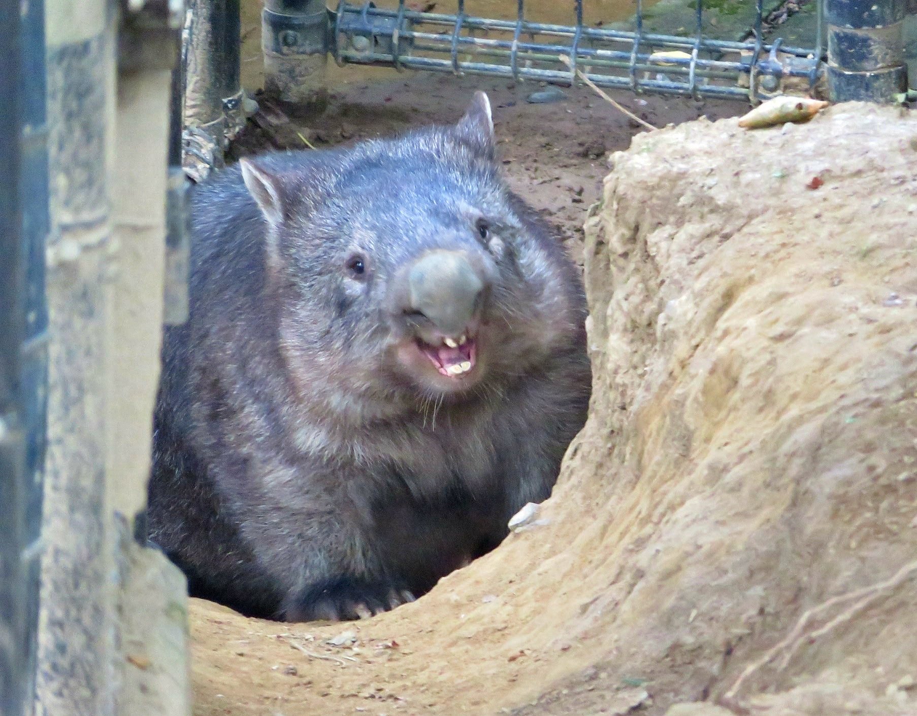 ট ইট র ぺっこ ウォレスくんとモモコちゃん 8 29 ウォンバット モモコ ウォレス 茶臼山動物園 東山動植物園 T Co Vgqjtaijgq ট ইট র