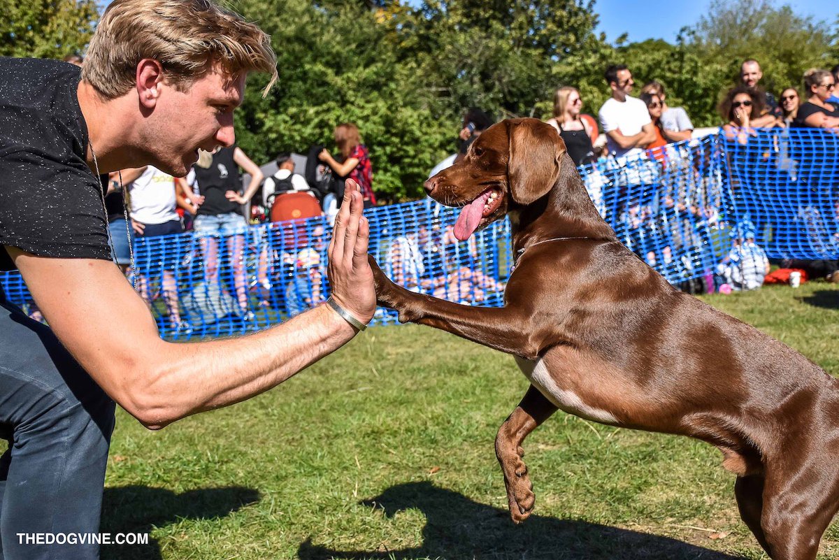 TheDogvine's tweet photo. 🎪 Your weekend agenda of #LondonDogEvents awaits with #fundogshows, #dogwalks, #dogcinema &amp; more! Find out where you &amp; your pup need to be this w/e 👉 https://t.co/G4NUa6fTc7 🐕
#londondogs #thingstodowithyourdog #dogfriendlylondon #woofwoofwednesday 📷 at #VictoriaPark #dogshow https://t.co/F0kc9uOdKe