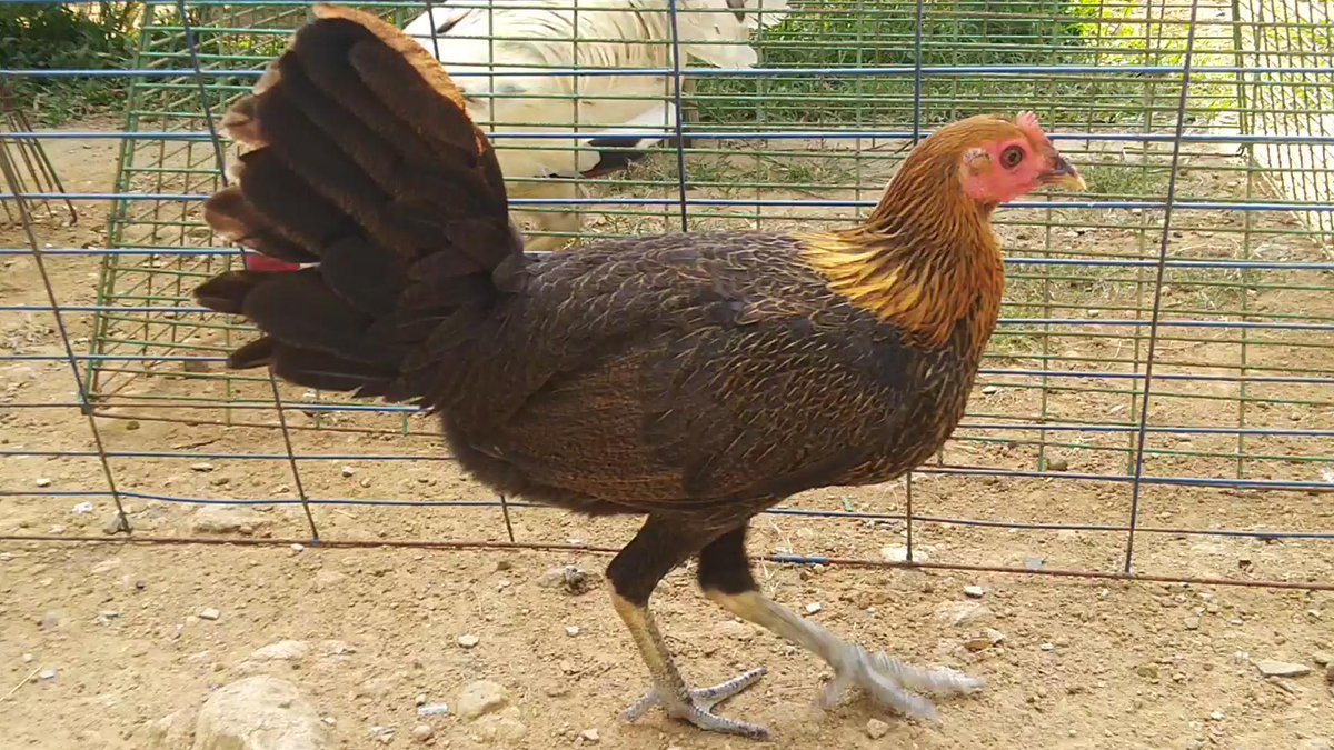 Sabung Ayam Peru / A Secret Side Of Bali Experiencing A Balinese Cockfight Non Stop Destination - Acara ini adalah acara nasional di satu negara bagian amerika latin. Image