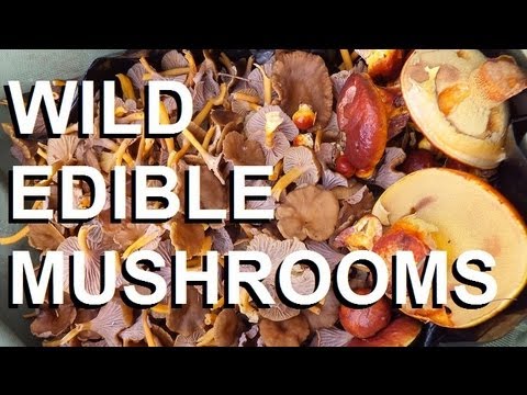 Mike_Vossen's tweet photo. Learn to identify wild edible and medicinal mushrooms on #vancouverisland FB link=>https://t.co/GgpPD2GIqH #fungi #mycology #mushrooms #medicinalmushrooms #immunity #reishi #chaga #turkeytail #lionsmanemushooms #cancer #yqq #weareyqq #WednesdayWisdom #WednesdayMotivation https://t.co/uFpIG6WeoH