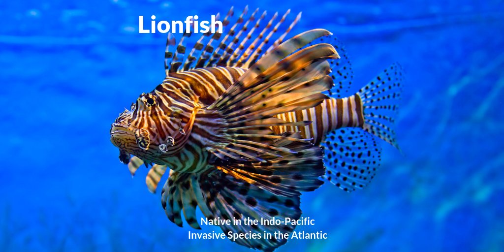 cleanprojects's tweet image. Check out why this beautiful fish is considered an invasive species when placed outside of its native habitat. ow.ly/cnlR50ip4t7 We believe we can help. Subscribe to be updated about upcoming invasive species projects. cleanwaterprojects.com #habitat  #lionfish