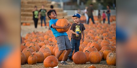 CPPAgri's tweet image. @calpolypomona #students: get discounted #CPPPumpkinFestival tickets. Show your ID at the gate or buy them in advance at the #AGRIscapes office near the #FarmStore.