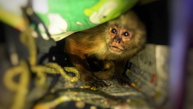 Bogota's tweet photo. #DeRescate Gracias a las denuncias de los ciudadanos, en las últimas horas fueron rescatados dos primates que se encontraban ilegalmente en cautiverio. Se trata de una hembra de especie cariblanco y de un mono nocturno. https://t.co/HgbJZu9rEq https://t.co/wfI3Dioznf