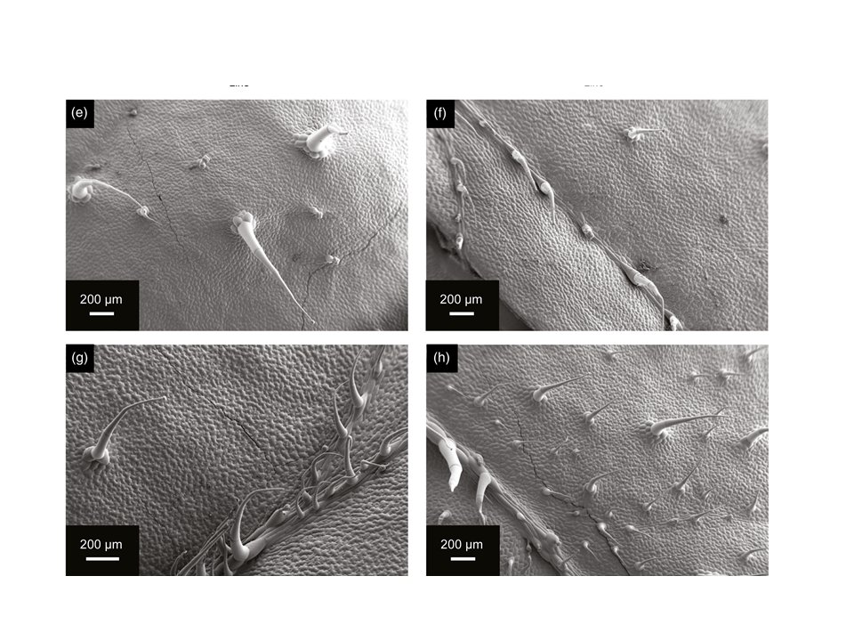 ThePlantJournal's tweet photo. Solanum lycopersicum × Solanum pennellii introgression lines assessed for differences in trichome and stomatal density and for plant performance in water‐deficit conditions: promising way to select for improved water use efficiency of other crops. https://t.co/W1NCLqij6A https://t.co/IigolG9BYR