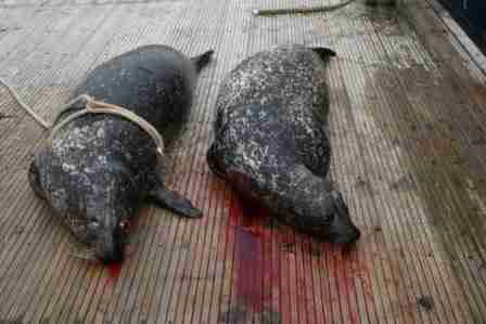 BiologistDan's tweet photo. Were you aware that in Scotland they legally kill hundreds of seals a year. They do it to protect farmed salmon. Farmed salmon put both wild salmon and seals at risk. RT to tell the UK to end the seal cull https://t.co/zAUu25wWxB