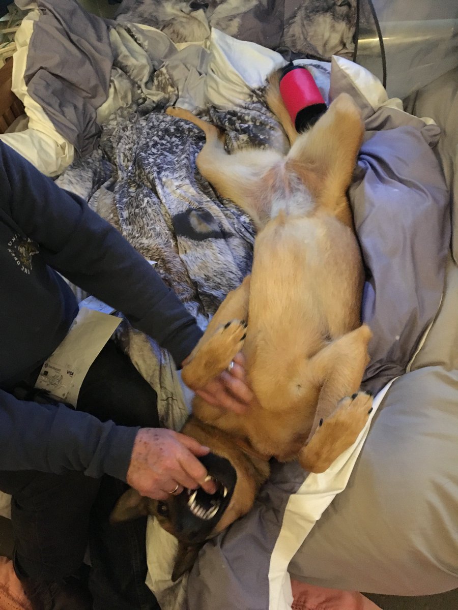 slater_vet's tweet photo. Doris #GermanShepherd had sedation and wound treatment this morning and there has been a slight improvement. Early days but at least heading in the right direction.

🙏🙏

Now modelling her outdoor boot

@gsrescueelite 
@K9Finn 
#DogLover
#Healing https://t.co/ppMknZy6si