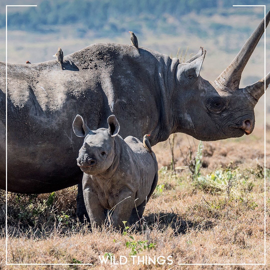 Real Wild tweet media