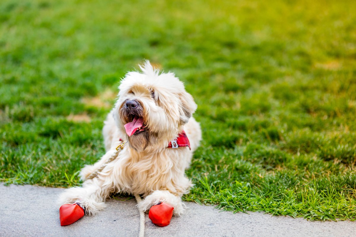 BubblePaws_'s tweet photo. Catching some last minute summer sun! #bubblepaws #lifeanddog #bestfriend #puppylove #doglife #dogbooties https://t.co/V2HimUVuDh