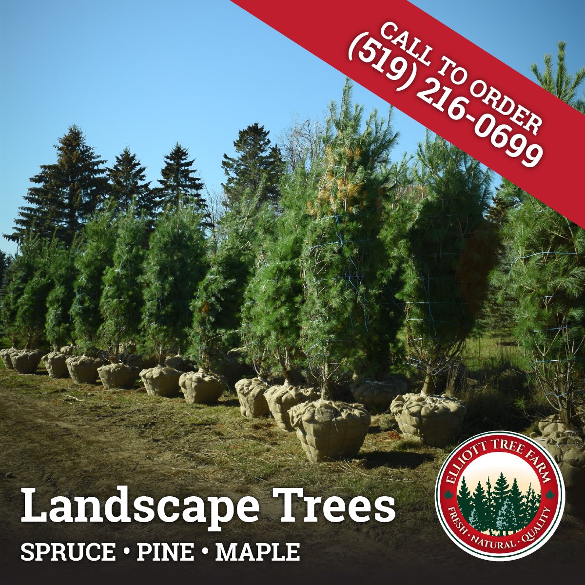 We offer a variety of landscaping trees during the Autumn months. Contact us to place your tree order. #landscapetrees #erin #orangeville #hillsburgh #falltrees 🌲