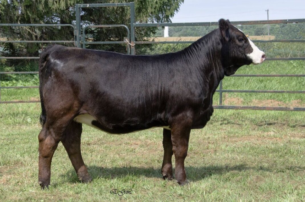 One of my consignments in the @riverpointcc and Guests Fall Gala Sale, Oct 14. WideTrack X Broker @Bohrson @GenexCanadaBeef
