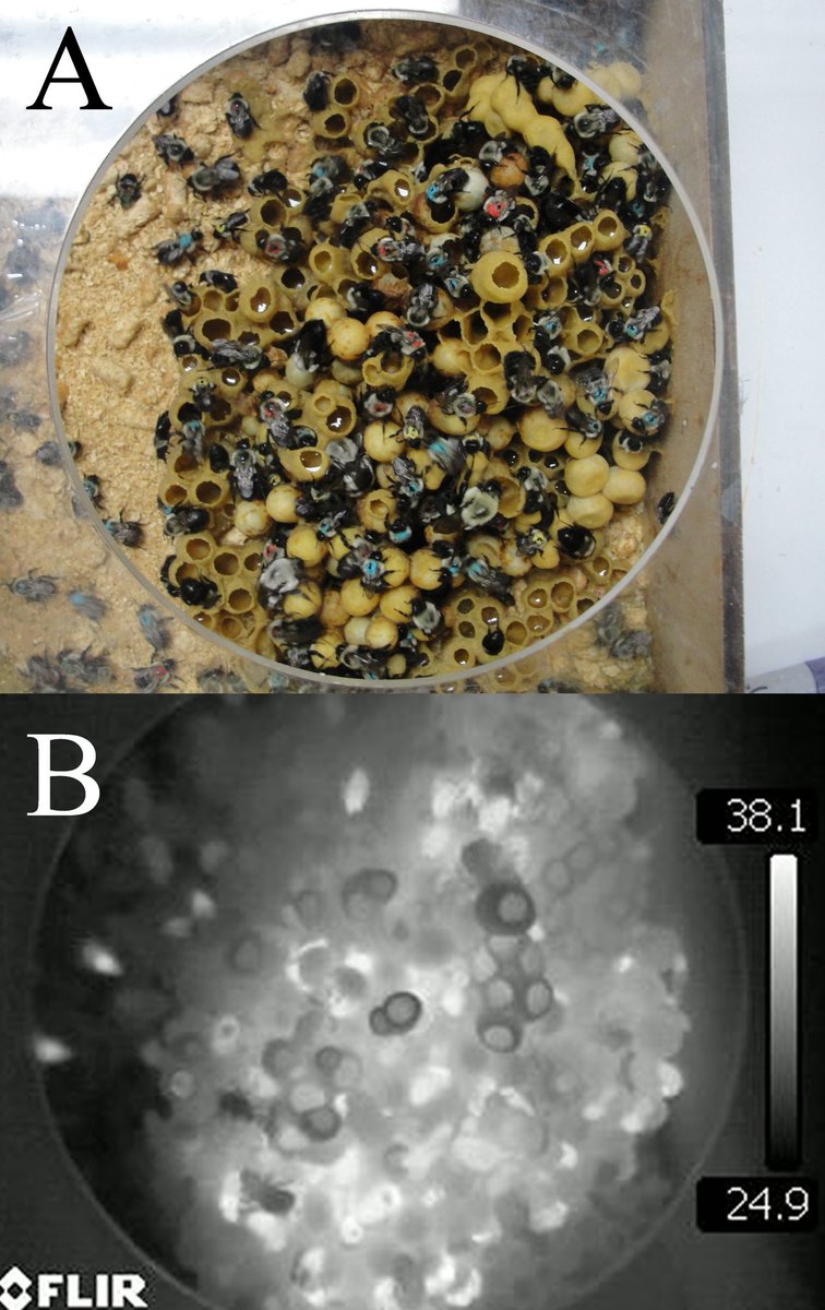 My paper finding fine-grained thermoregulation in bumble bee colonies just got accepted. Feeling pretty good!