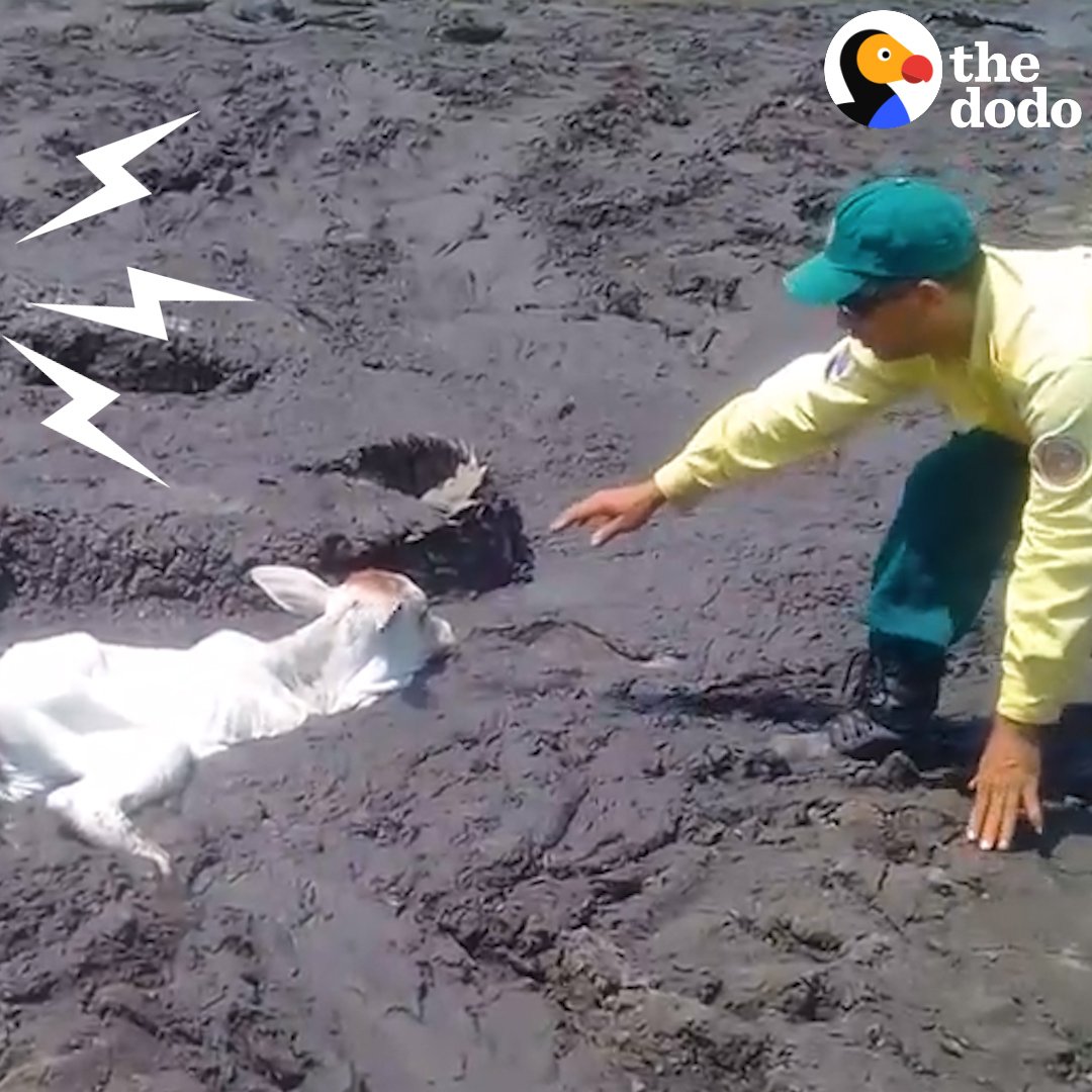 These animals were stuck in mud and wouldn’t have made it out if it wasn’t for heroes risking their lives to save them 💪👏💗