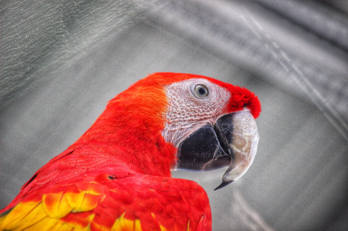 MrsEstep2U's tweet photo. I have a love for photography that has trickled down into my 3 youngest... Here are a few photos they took while at the Indianapolis Zoo.... ππ #NewArtForMyWalls #PhotographersInTheMaking https://t.co/D5M8gVi92a