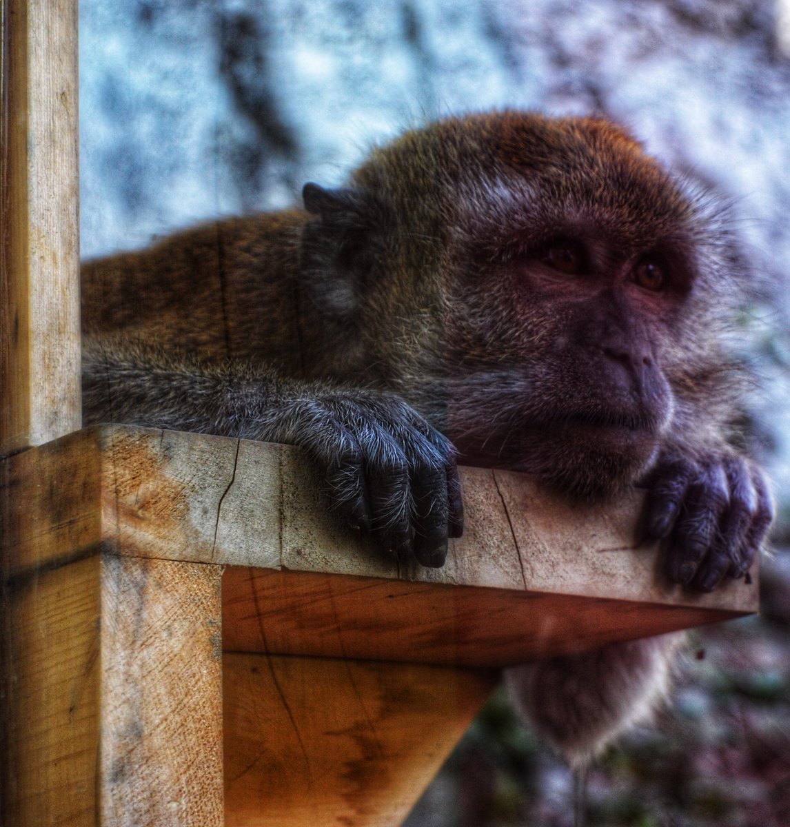 MrsEstep2U's tweet photo. I have a love for photography that has trickled down into my 3 youngest... Here are a few photos they took while at the Indianapolis Zoo.... ππ #NewArtForMyWalls #PhotographersInTheMaking https://t.co/D5M8gVi92a