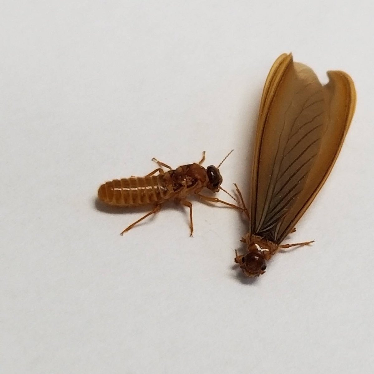 UrbanIPM's tweet photo. #agricultural #termite #swarmers #alates #reproductives
One has shed it's #wings

#AgriLife #extension #TravisCounty #entomology https://t.co/xu8R84qHQg