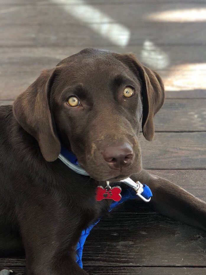 MrAkgul's tweet photo. 2dk daha oturalim nolurrr bakisi #labrador #labradorretriever #choclatelab https://t.co/xGE2h4zZH6