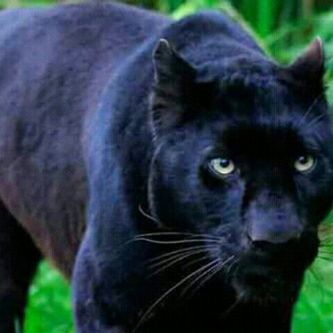 Cheeckycheetah's tweet photo. #NewProfilePic
I know this is not a cheetah. https://t.co/PuDD9sf3J9