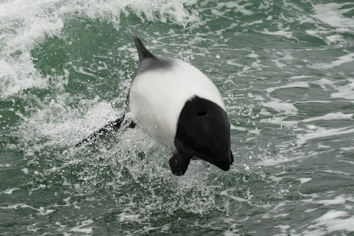 Durante la excursion a Valle, se puede disfrutar del avistaje de Toninas desde el Puerto de Rawson. Reserva tu lugar en: ow.ly/ulLM50irkCj
📷 Juan Carlos Lobos 
#chubut #NaturalezaSinLímites #Argentina #Patagonia #turismo #viajes #descanso