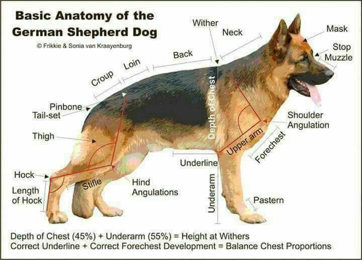 VeterinaryScie1's tweet photo. The loyal one! https://t.co/16jZKbRVFG