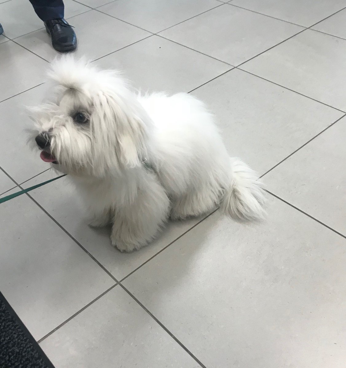 It’s been a little while but #dogoftheday is back! Here to make everyone say aww is Charlie! He’s only 6 months old and is a Coton de Tulear! #okotoksforddogs