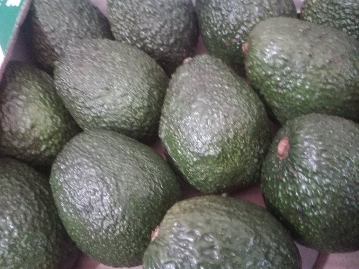 consult_kengap's tweet photo. Choces Avocados for the Avofest first brew. https://t.co/cKaT09f5rP
