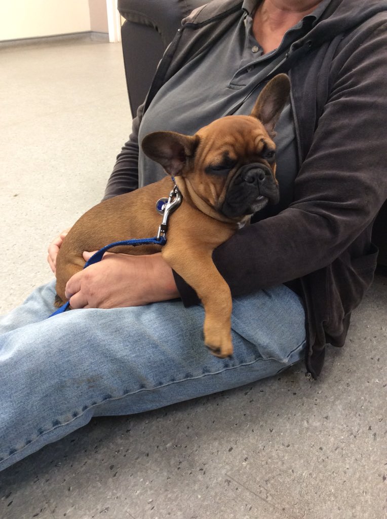 Poor Frankie falling asleep waiting for the other puppies at his #puppyparty 🐶🎉