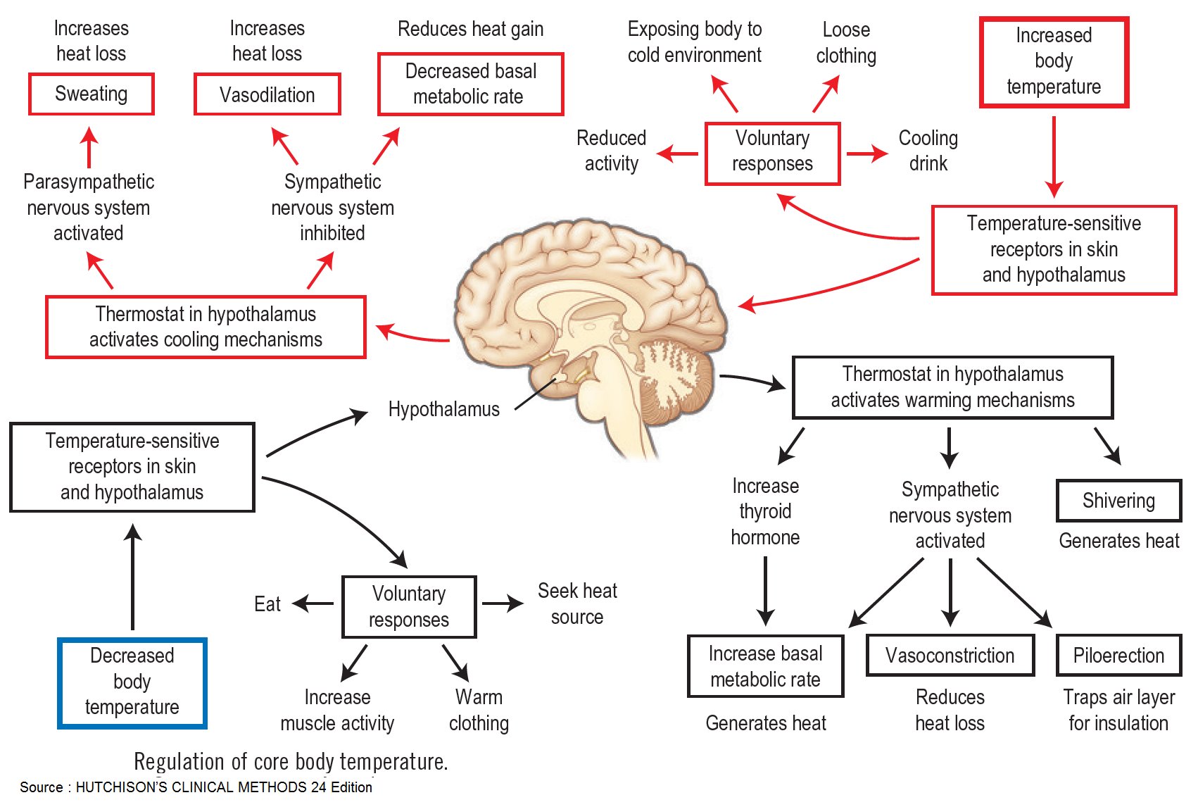 Manual Of Medicine on Twitter: "Regulation of Core Body Temperature . #