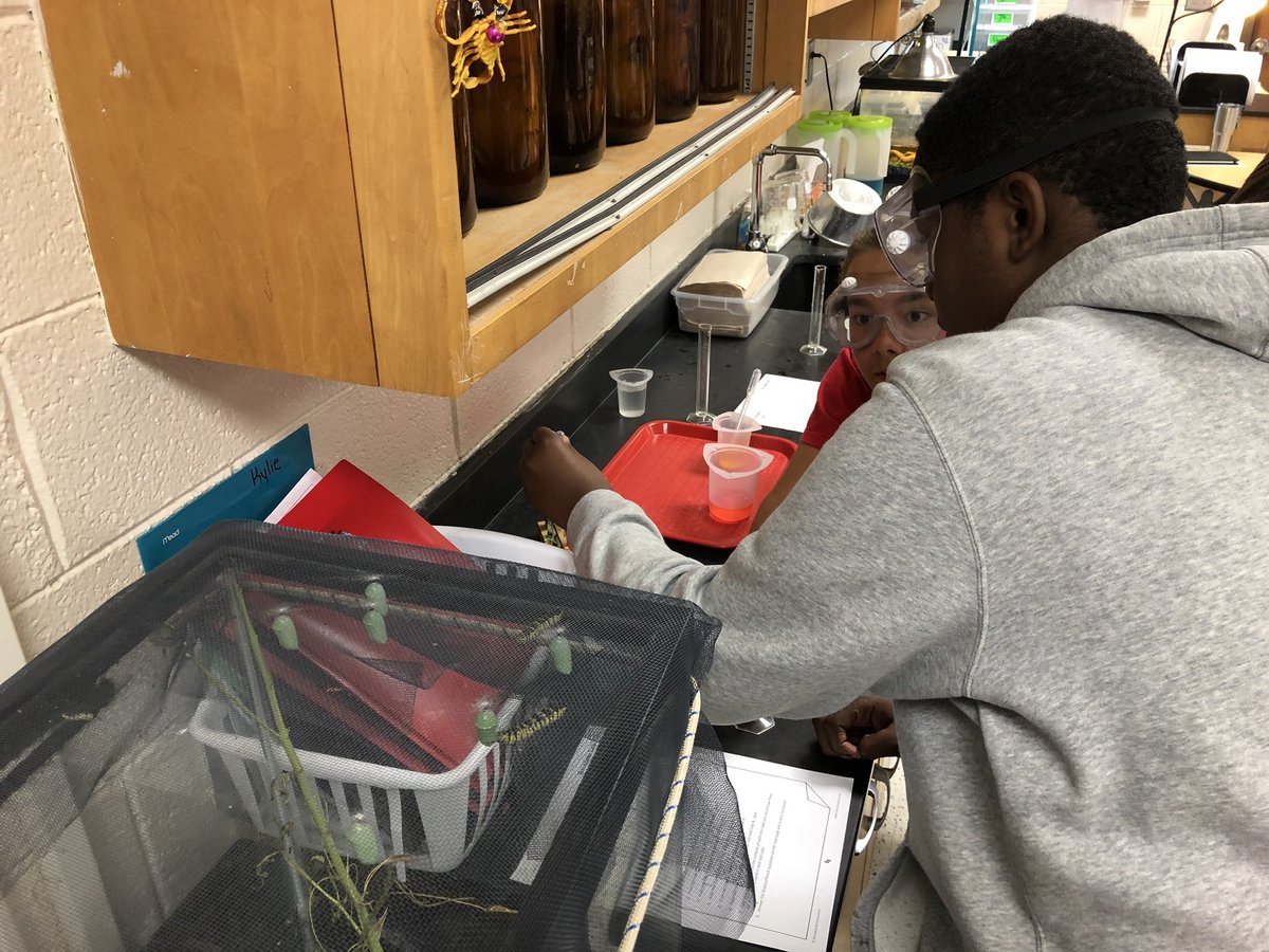 Rainbow Lab under the watchful eye of Monarch cats <a href="/IrmoMiddle/">IrmoMiddleSchool</a>