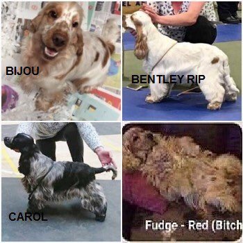#findsixspaniels 
‼️STOLEN‼️THREE HAVE BEEN FOUND 
❌THREE STILL NOT HOME❌ 
FUDGE/CAROL & BIJOU 
🆘🆘🆘🐾🐾🐾🆘🆘🆘

Stolen: Cocker Spaniel Unknown doglost.co.uk/dog-blog.php?d…