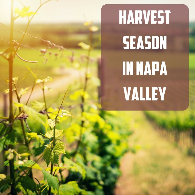 It's the most wonderful time of the year... #grapeharvest season! If you're in the #NapaValley area this month, you won't want to miss these #harvest events: bit.ly/2MT3iFJ #harvesttime #wineharvest #winery #napavalleywinery