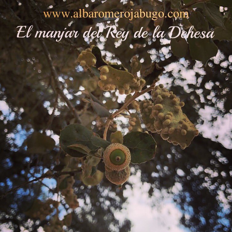 JamonAlbaRomero's tweet photo. El manjar del Rey de la Dehesa ya lo estamos avistando...queda poco para que puedan seguir con la auténtica dieta Mediterránea.
#jamon #iberico #bellota #jamoniberico #jabugo #dehesa #ham #jambon #iberique #foodporn #food #foodie #foody #comer #comersano #dietamediterranea https://t.co/uwVJ5OrcEl